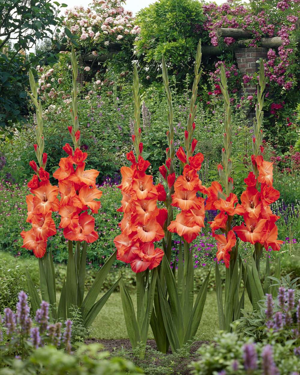 Gladiolus 'Stormy®'